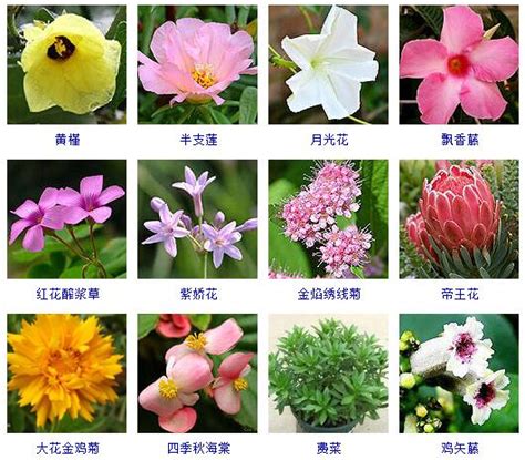 花名 意思|花名大全及花语及图片 (花名及其花语及图片)